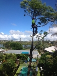 Boots Tree Services