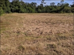 Bradenton Bush-Hogging Co.