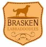 Brasken Labradoodles