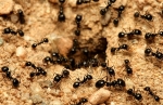 Bucktown Pest Control Solutions