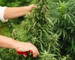 CBD HEMP VAULT