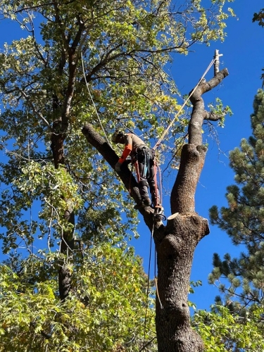 CCF Pro Tree Services