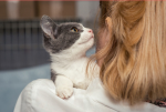 Central Houston Animal Hospital
