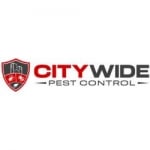 City Wide Wasp Exterminator Gold Coast