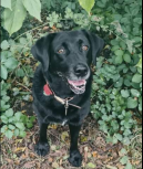Doggy Delight Dog Trainer in Hythe