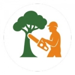 Élagage Paris 75 – Taille & Abattage d’Arbres