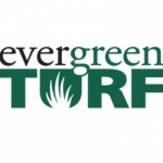 Evergreen Turf