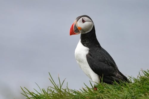 Fly to Iceland