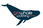 Go Whale Watching
