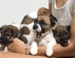 GretaLo Dachshunds