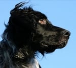 Gun Dog Trainers