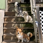 Harper’s Doggie Daycare