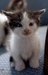 hi kitty