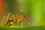 Home Ant Control Perth