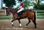 The Horse Echange