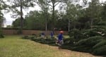 Integrity Tree Service