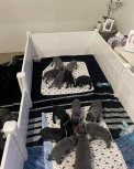 Staffies Home