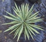Jiles Bros. Nursery