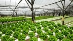JS AGRO WHOLESALE LTD