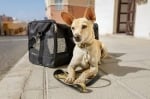 Southwest Airlines pet carriers