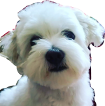 maltesedog