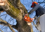 Crater Lake Tree Services