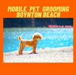 Mobile Pet Grooming Boynton Beach