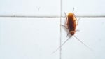 Morris Cockroach Control Brisbane