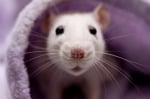 Morris Rodent Control Adelaide