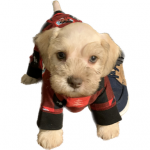 My Little Schnauzer Pals