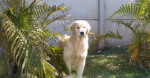 mypetstation