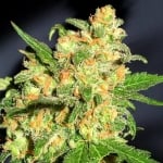 Northern Lights