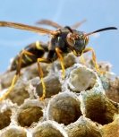 OZ Wasp Removal Hobart