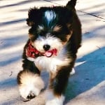 Peachstone Bernedoodles