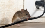 WPB Pest Control Solutions