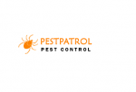 Possum Removal Brisbane