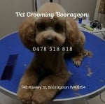 Pet Grooming Booragoon 