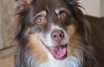 petproduct