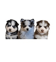 Platinum Pomskies