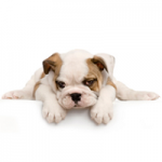 My Pampered Pooch Grooming S'paw