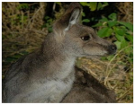 Private Sydney tours
