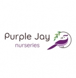 Purple Jay Peckham Rye