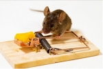 Rodent Control Perth