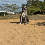 Russell's K9 Academy