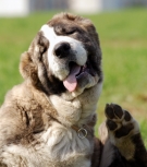 RUSSIAN DOG