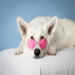 Dog Fleas Service - Sandy Mobile Pet Grooming