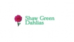 Shaw Green Dahlias