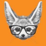 Signal Fox