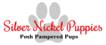 Silver Nickel Puppies