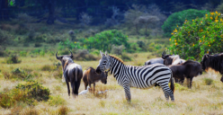Gorilla tracking-rwanda